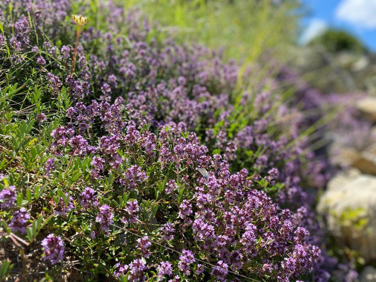 Gite En Haute Provence Montfroc Dış mekan fotoğraf